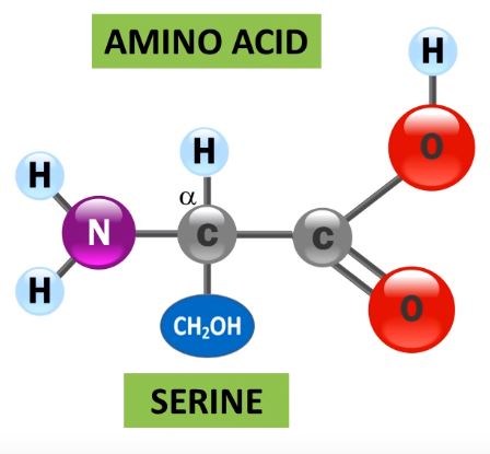 Mejores aminoácidos ramificados